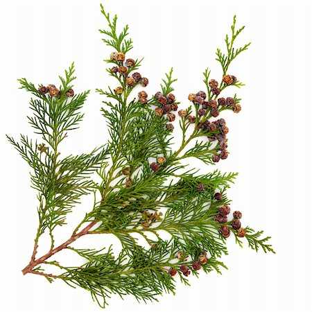 Cedarleaf (Thuja) Pure Floral Absolutes